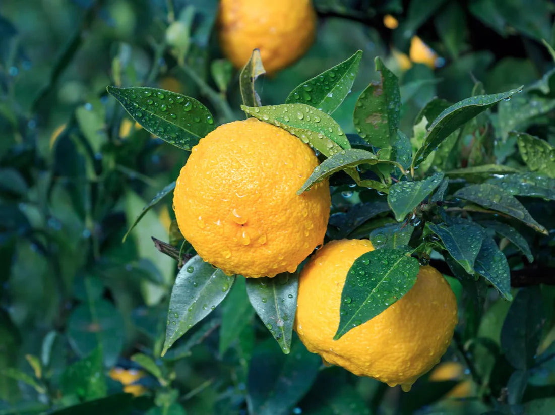 Yuzu Lemon Tree - Super Cold Hardy!