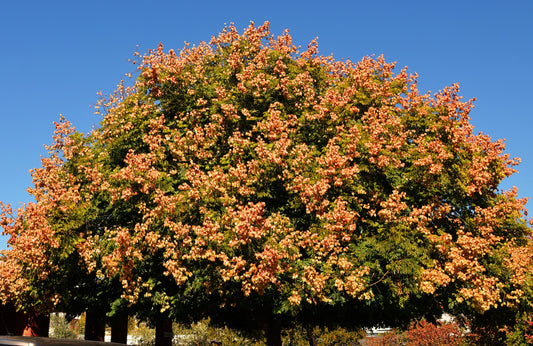 Chinese Lantern Golden Rain Tree