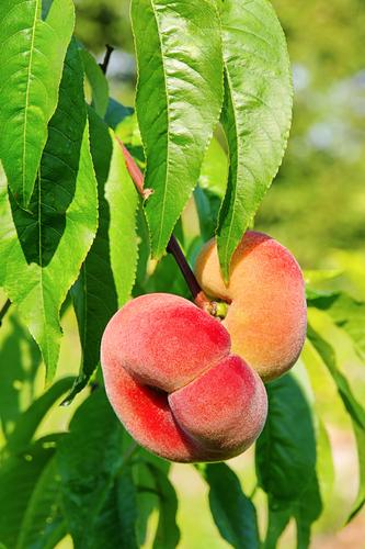 Donut Peach: Yes… the Peaches Really Look Like Donuts 🍩🍑