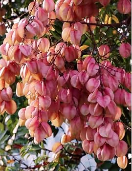 Bougainvillea Golden Rain Tree
