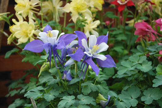 Blue & White Columbine Aquilegia