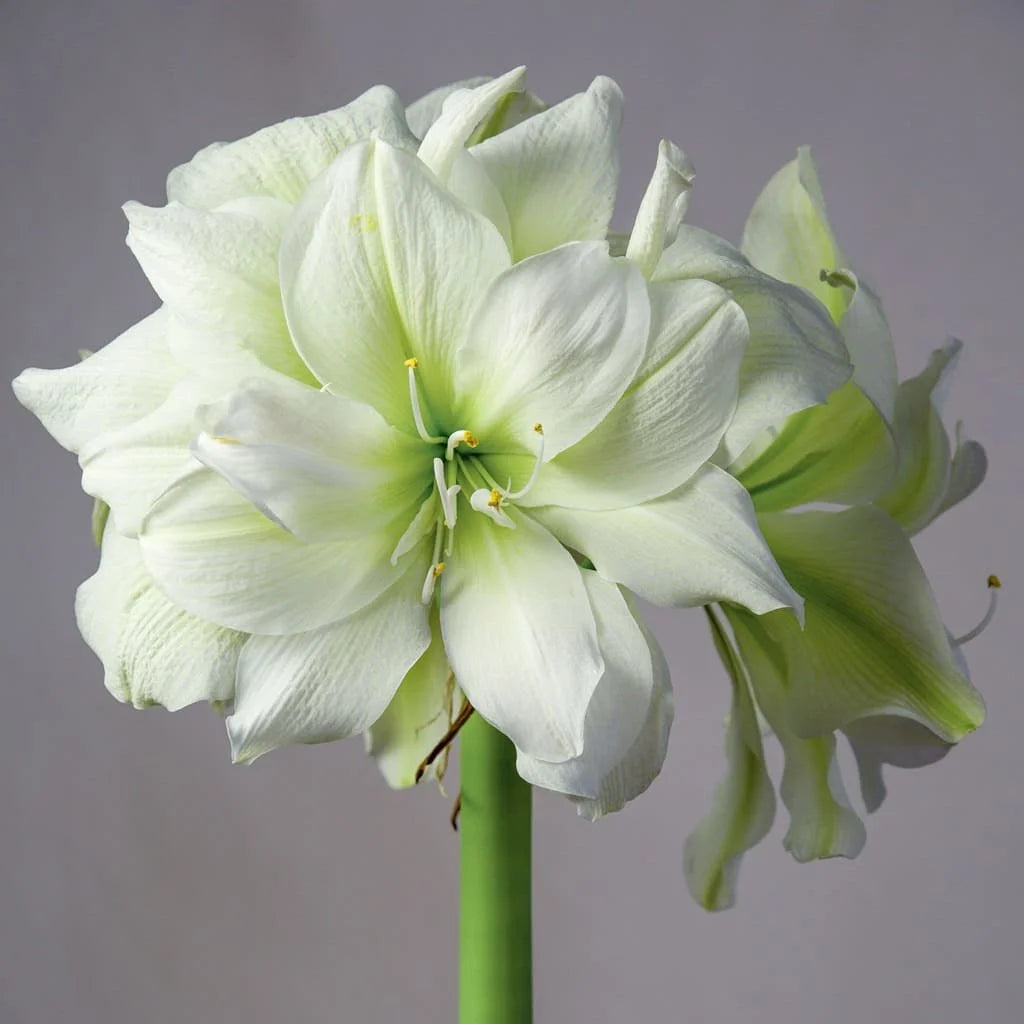 Marilyn Amaryllis Bulb