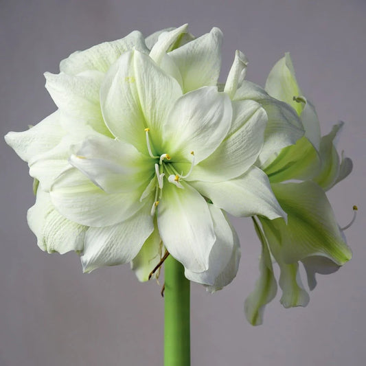 Marilyn Amaryllis Bulb