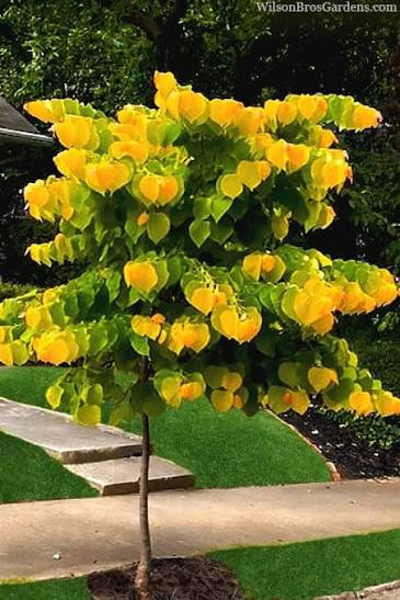 Rising Sun Redbud