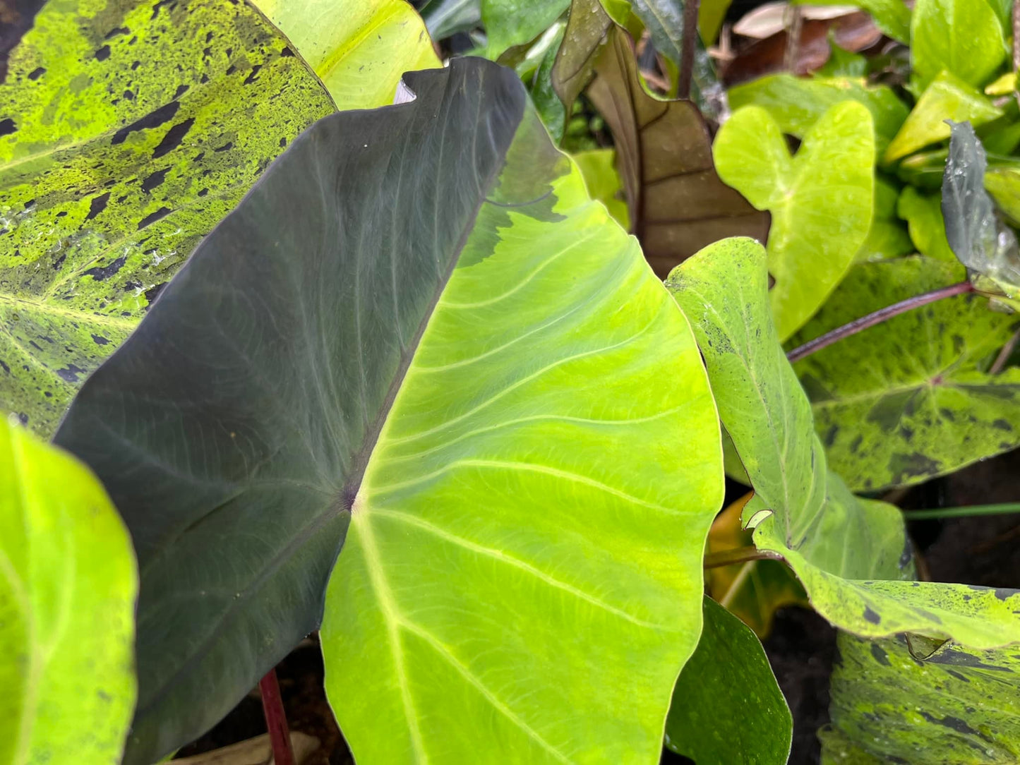 Majestic Mojito Elephant Ear Bulb