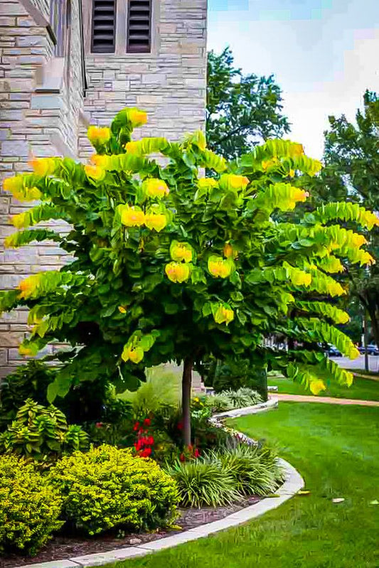 Rising Sun Redbud