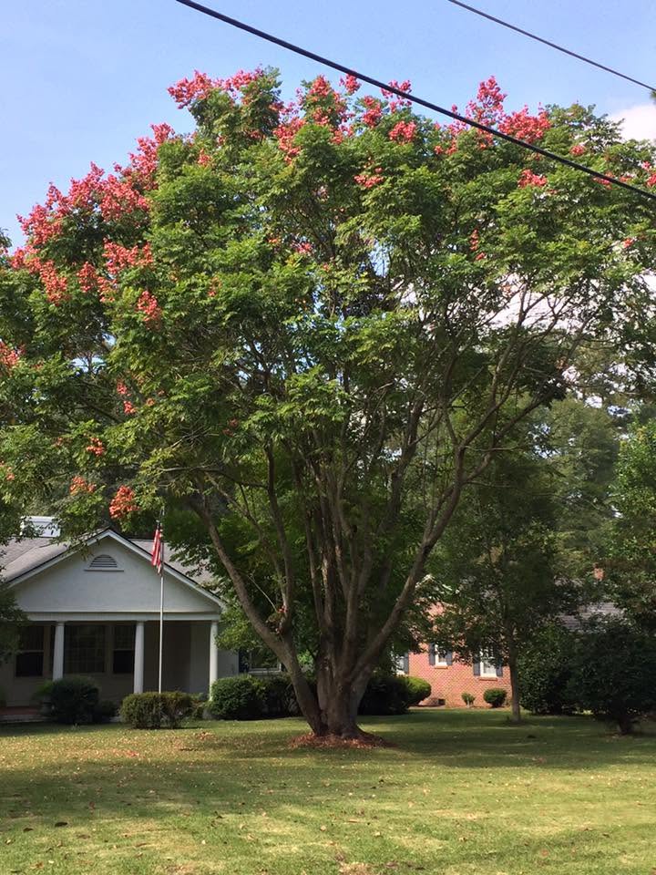Bougainvillea Golden Rain Tree