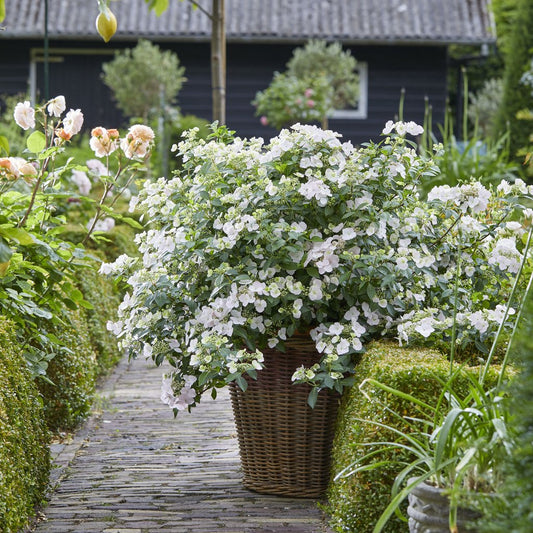 Fairytrail Bride Cascading Hydrangea