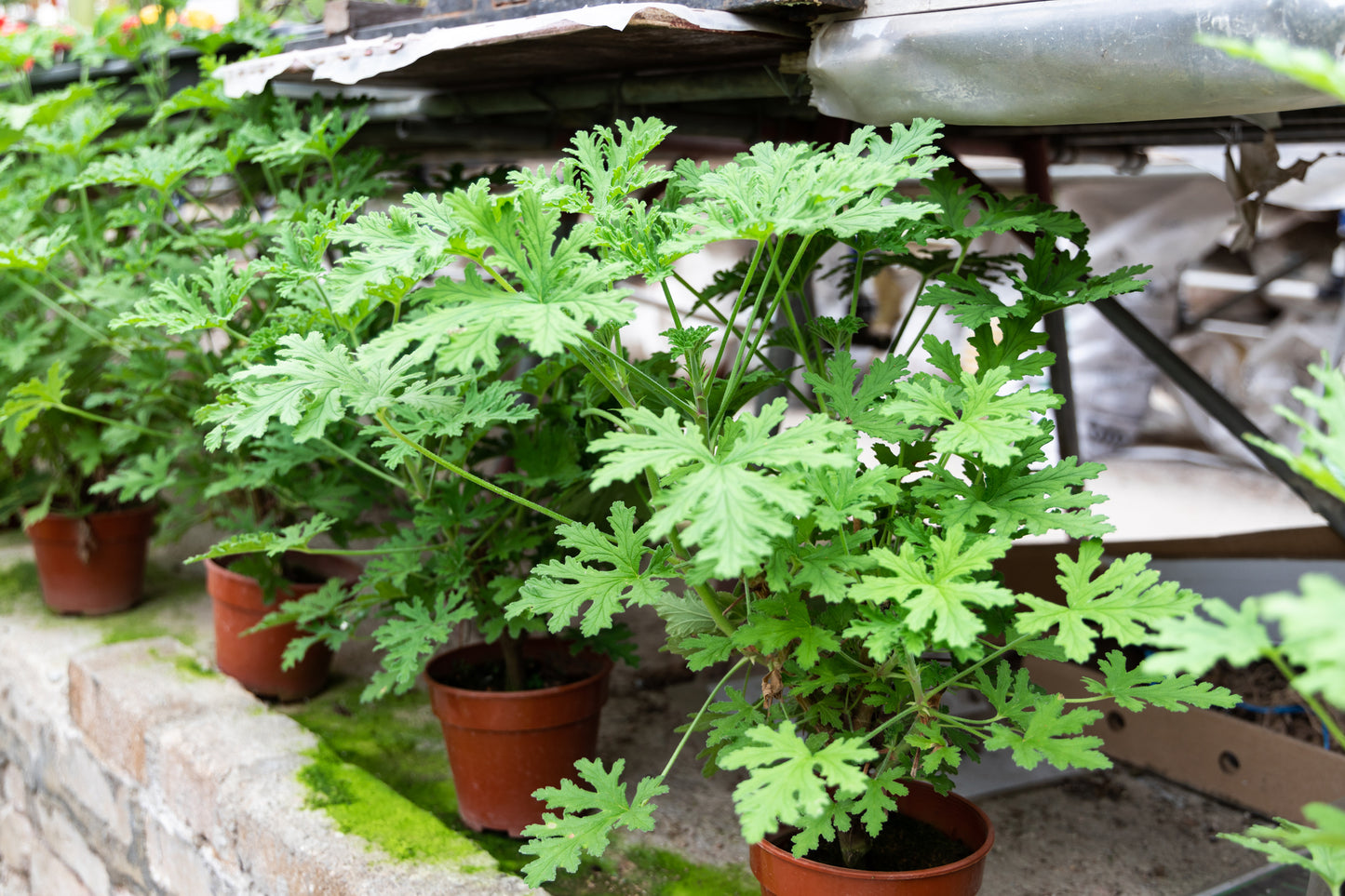 Citronella Mosquito Repelling Geranium