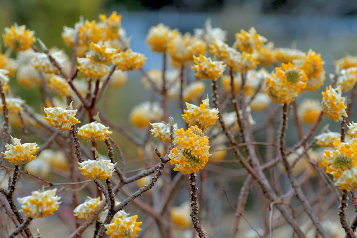 Paperbush Edgeworthia
