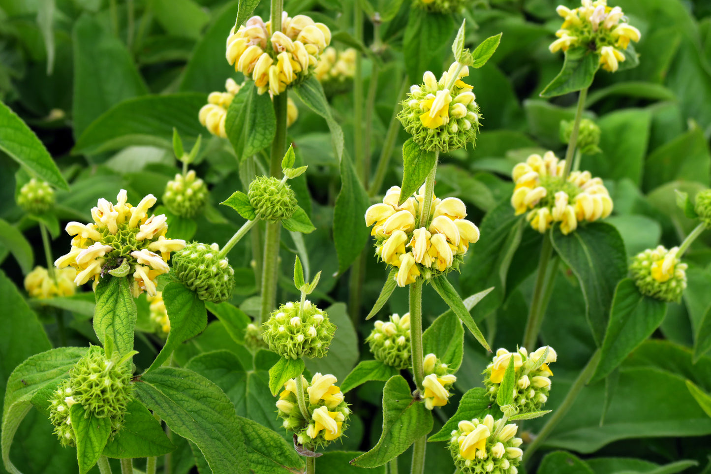 Yellow Jerusalem Sage