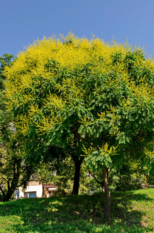 Chinese Lantern Golden Rain Tree