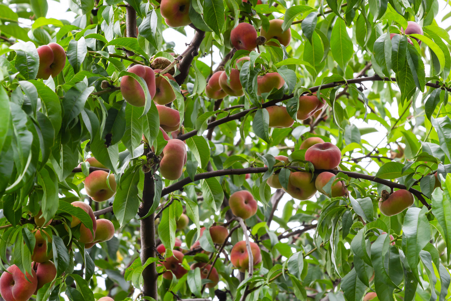 Donut Peach: Yes… the Peaches Really Look Like Donuts 🍩🍑