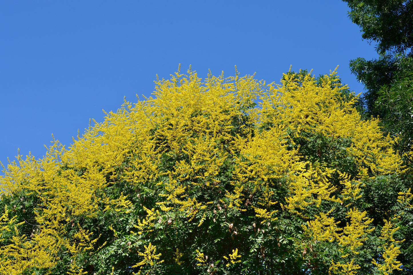 Bougainvillea Golden Rain Tree