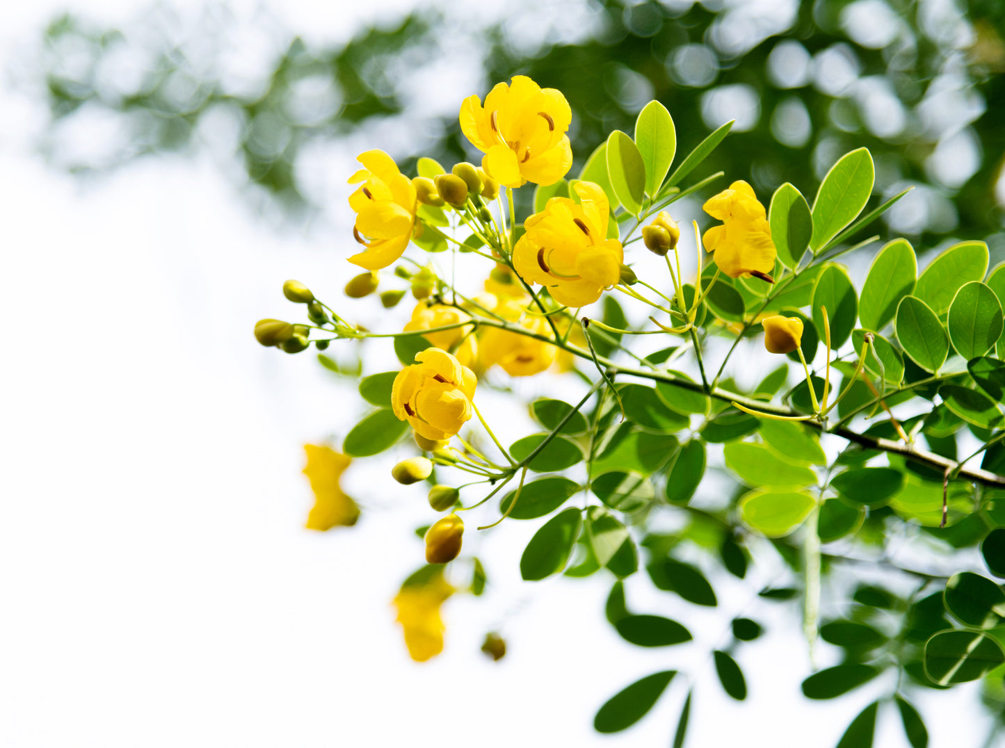 Yellow Fall Blooming Cassia Tree