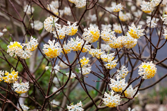 Paperbush Edgeworthia