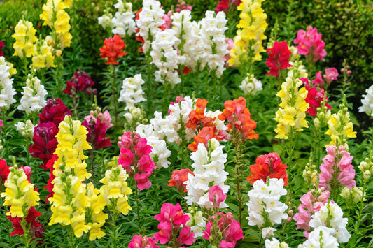 Snapdragons