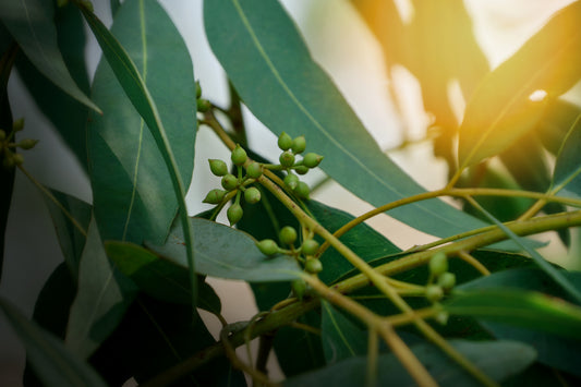 Lemon Eucalyptus (NEW FOR 2026)