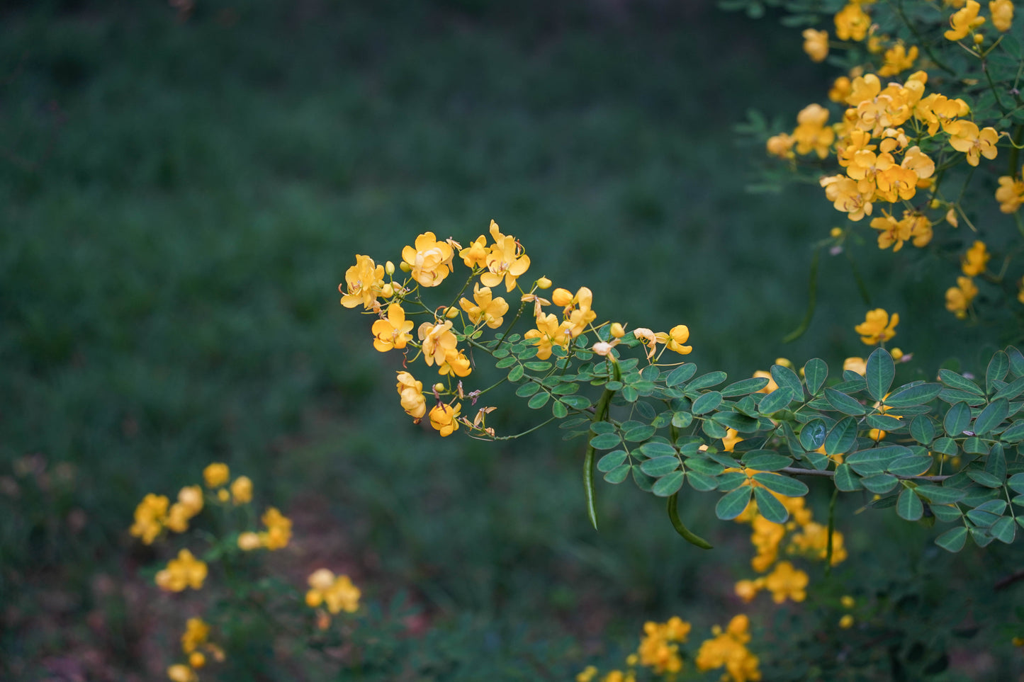 Yellow Fall Blooming Cassia Tree