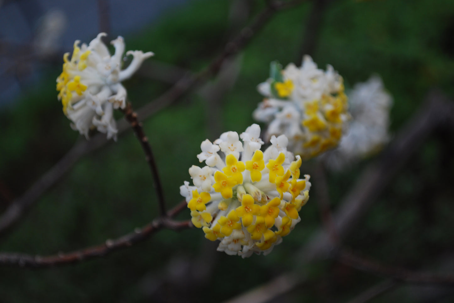 Paperbush Edgeworthia