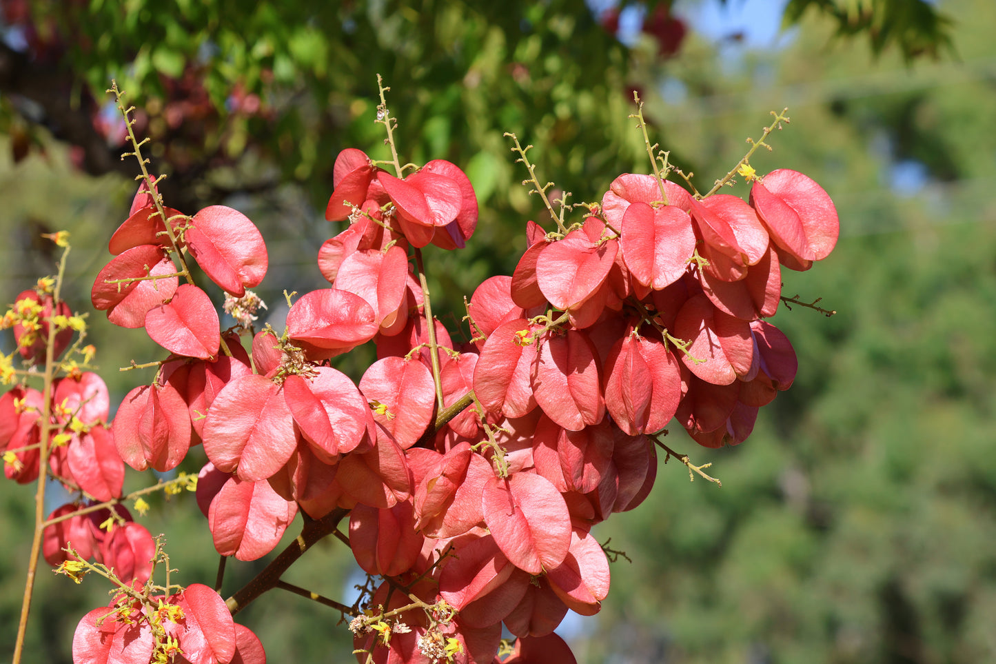 Bougainvillea Golden Rain Tree