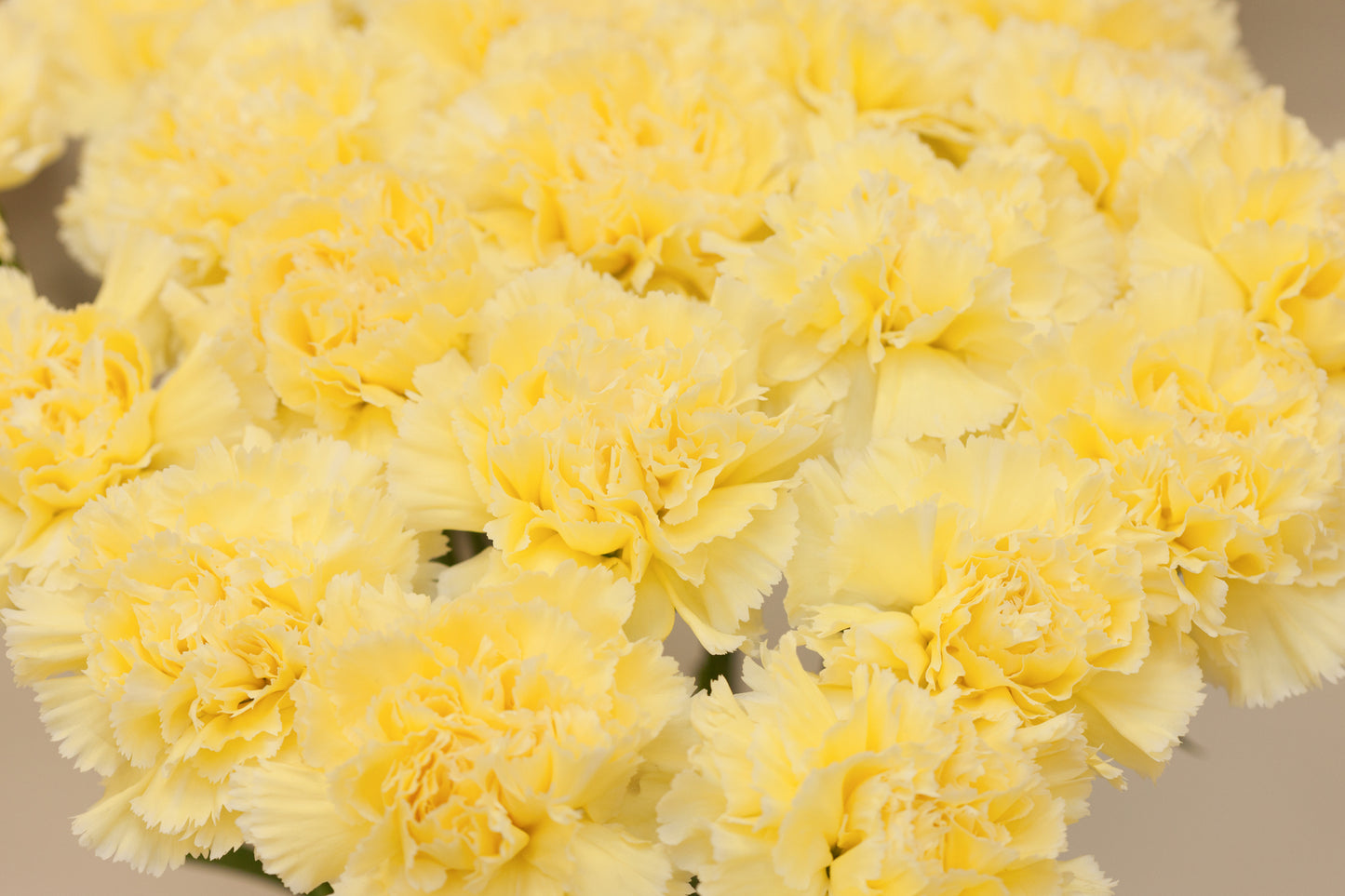 Yellow Bling Bling Dianthus