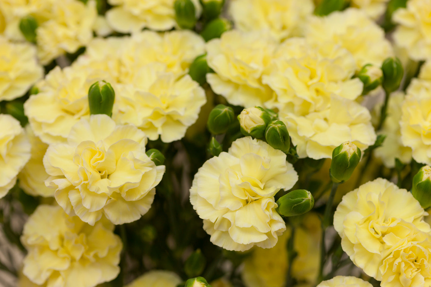 Yellow Bling Bling Dianthus