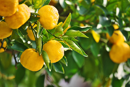 Yuzu Lemon Tree - Super Cold Hardy!