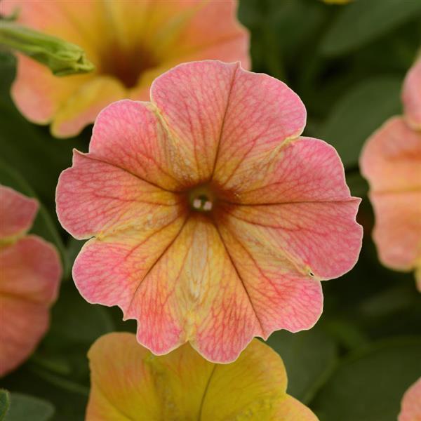 Indian Summer Petunia