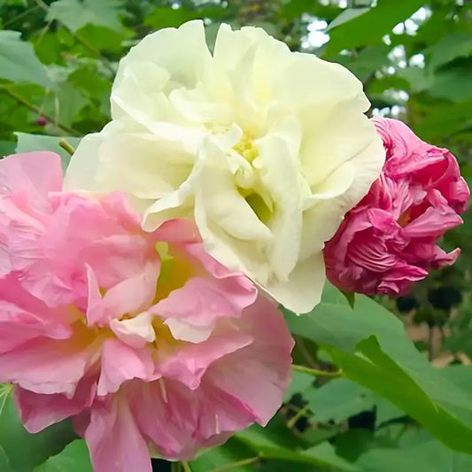 Cotton Candy Hibiscus Mutabilis