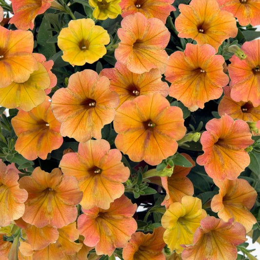Indian Summer Petunia