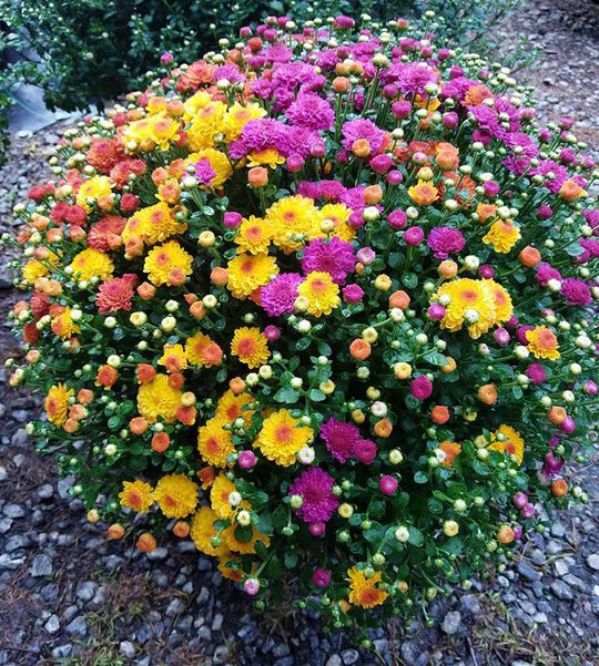 The GAGA for GIGI Tri-Color Mum!