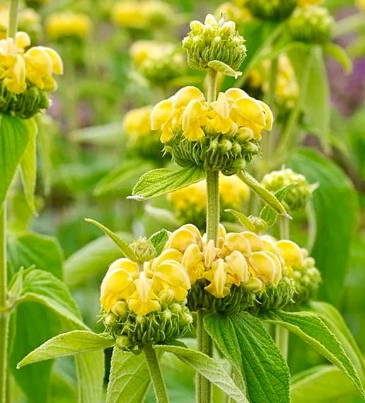 Yellow Jerusalem Sage