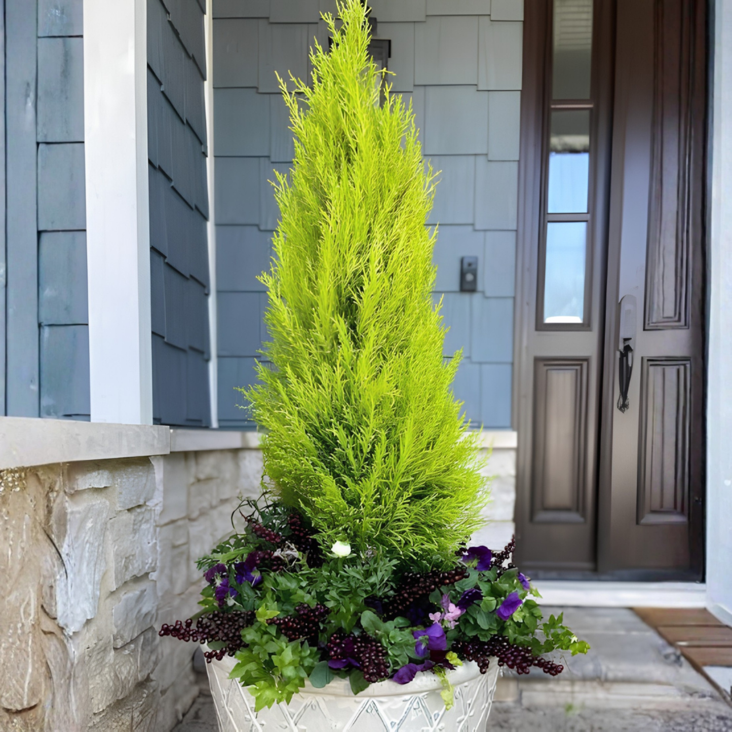 Lemon Cypress
