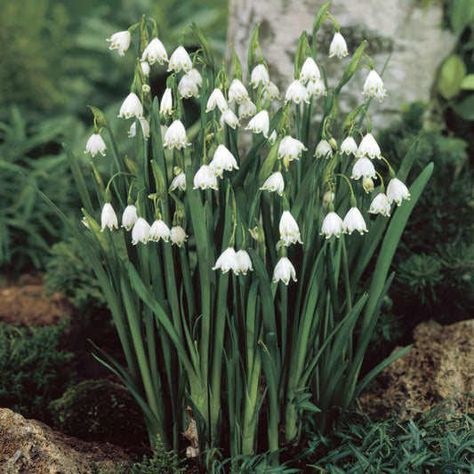 Leucojum aestivum (Summer Snowflake) 🤍🌿