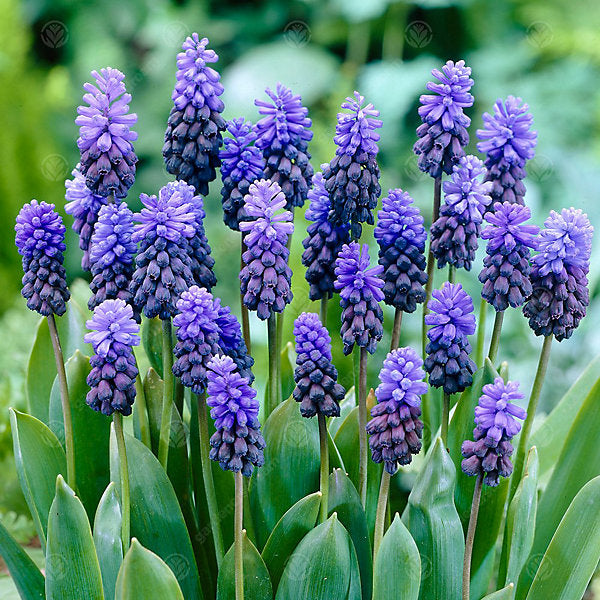 Muscari Armeniacum (Grape Hyacinth) 💙🌿