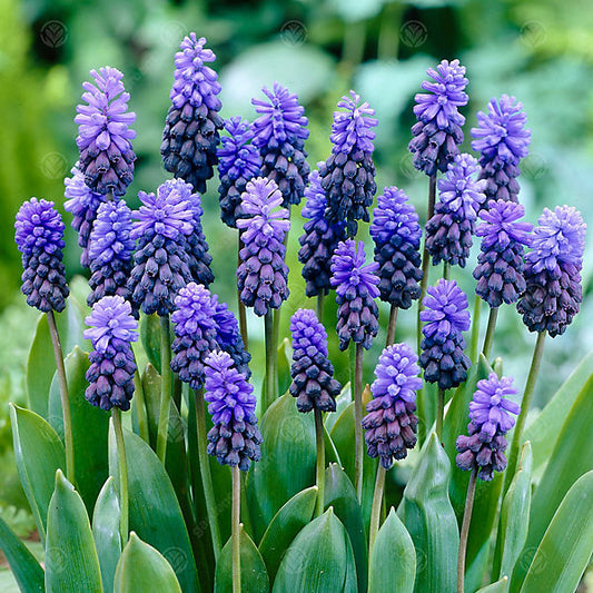 Muscari Armeniacum (Grape Hyacinth) 💙🌿