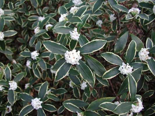 White Winter Daphne Variegated