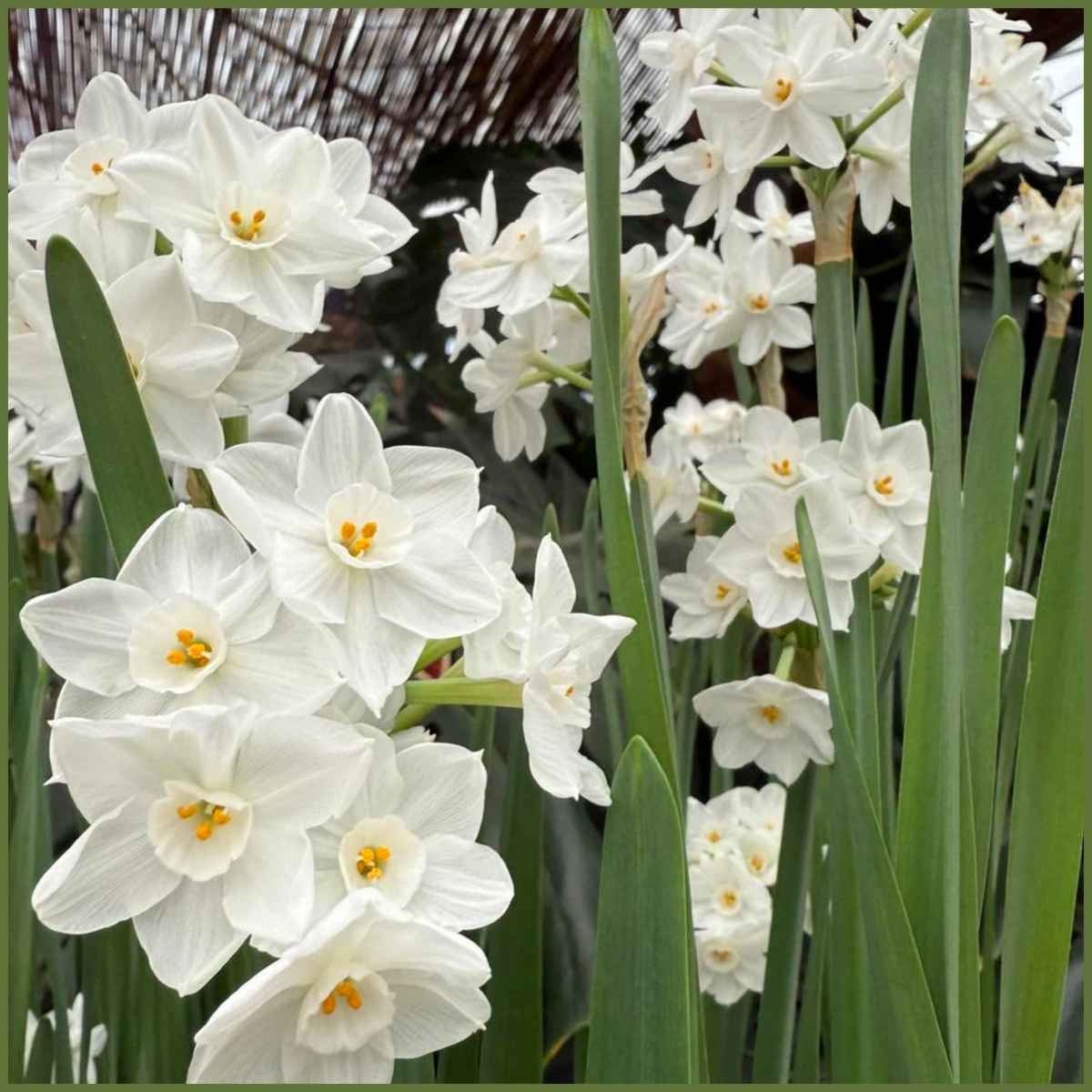 Paperwhite Bulbs