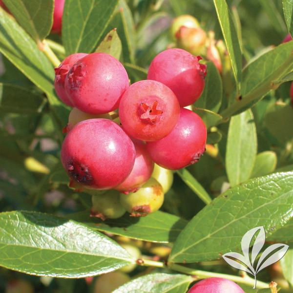 Pink Lemonade Blueberry Bush