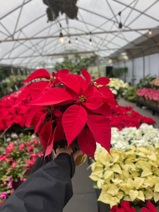 Radically Red Poinsettia