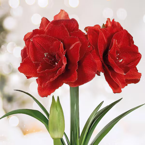 Double King Red Amaryllis Bulb