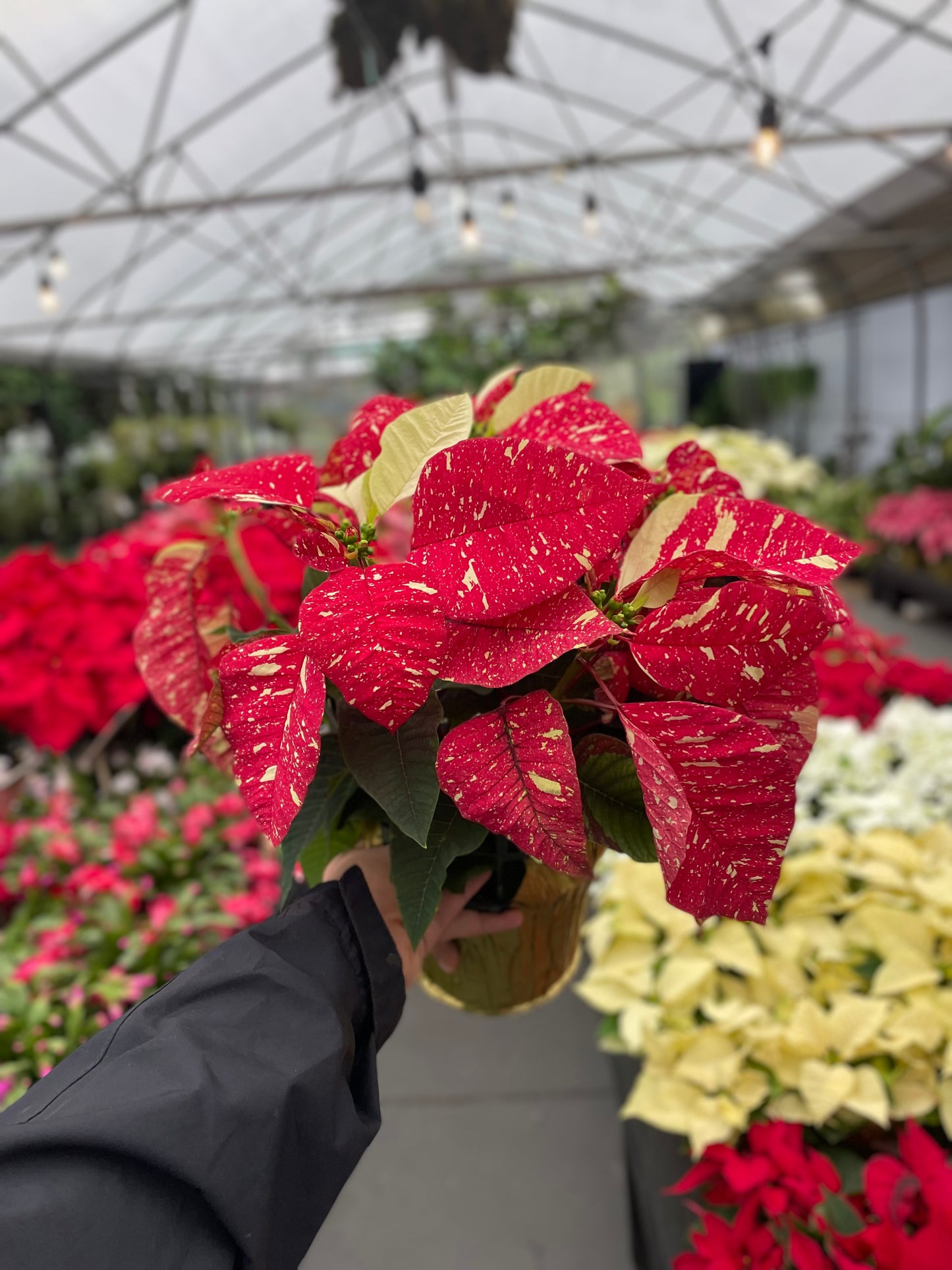 Ravishing Red Glitter Poinsettia