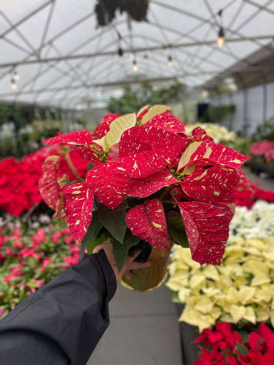 Ravishing Red Glitter Poinsettia