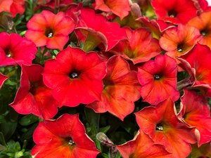 Red Maple Petunia