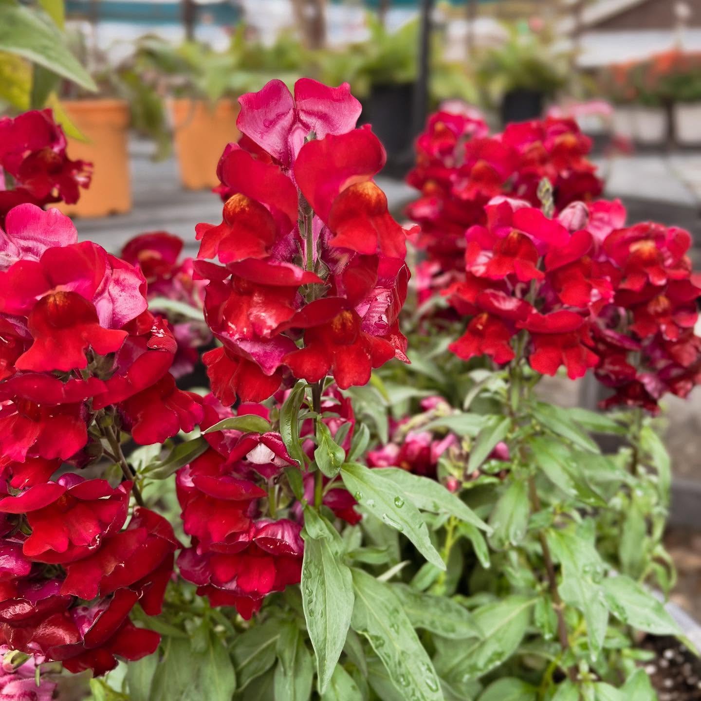 Snapdragons