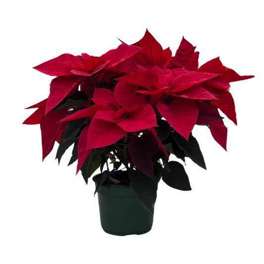 Ridiculously Ruby Red Poinsettia