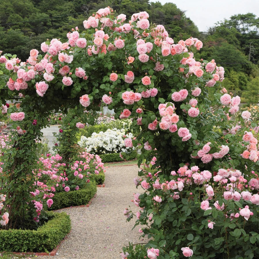 Dothan Nurseries Online Shop