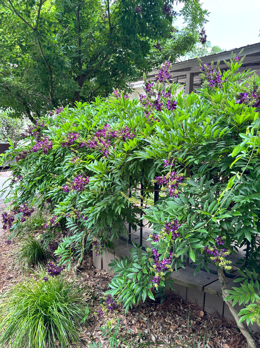 Summer Wisteria