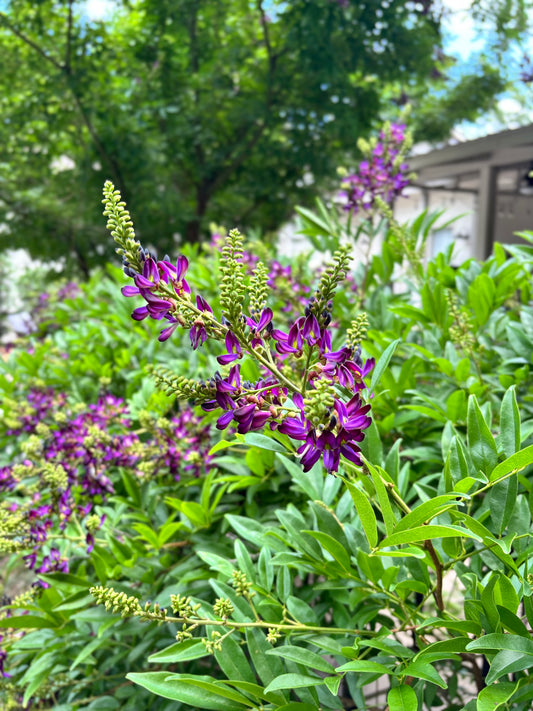 Summer Wisteria